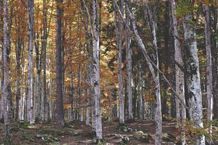 Sun shining through leaves in a forest during autumn in Canada