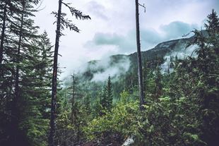 Forest trees and mountain landscape with low clouds on a rainy day in Canada