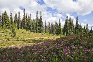 Trees and a flowery meadow in Squamish, BC, Canada