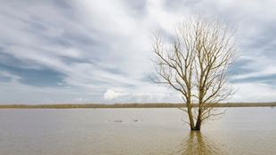 arbre dans la zone inondée