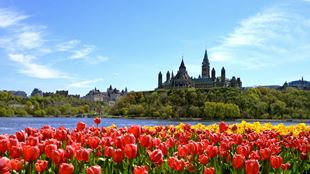 Ottawa Parliment Building Tulips