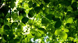 Close-up of tree leaves against a bright sunlit sky